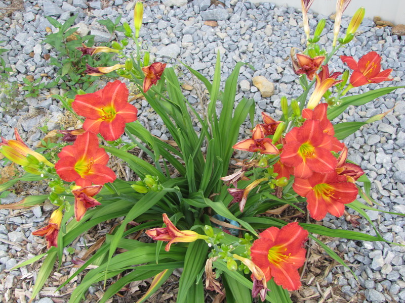 Edmonton, KY: day lilies at Redlick Ranch