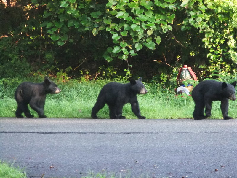 Rockaway, NJ: Triplet Bear Cubs