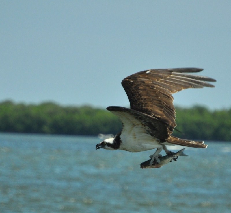 Sebastian, FL: 2011 , Sebastian,Fla osprey with fish on the Indian River Just east in Sebastian waters.