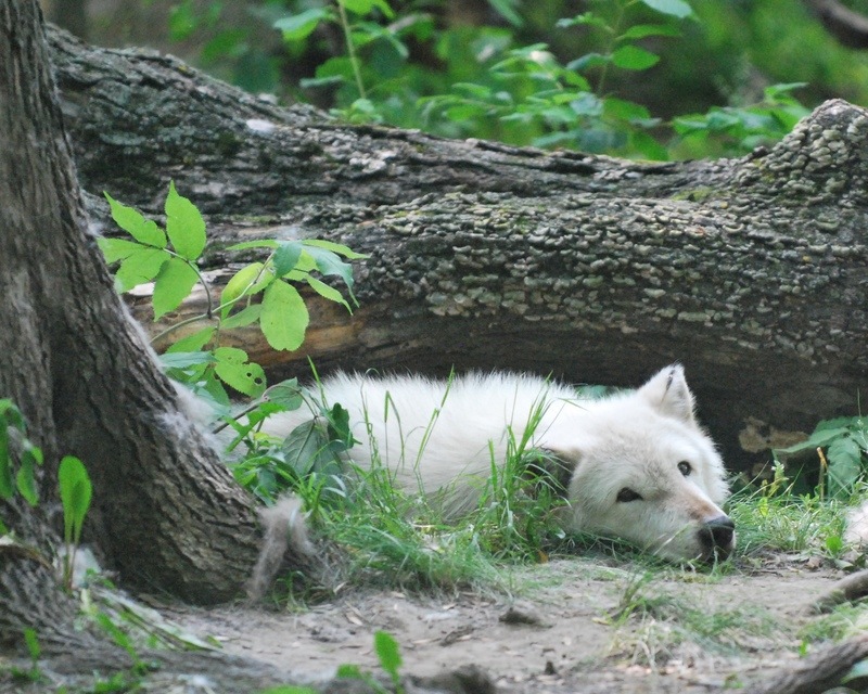 Marshfield, WI Timberwolf at the Wildwood Zoo in Marshfield photo