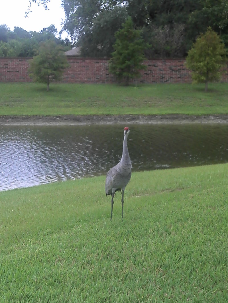 winter springs fl big birds of winter springs fl winter springs fl big birds of winter springs fl