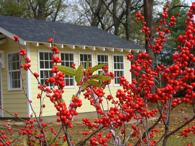 Brentwood, TN: Winterberry holly in winter