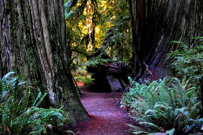 Grants Pass, OR Redwood Forest west of Grants Pass photo, picture