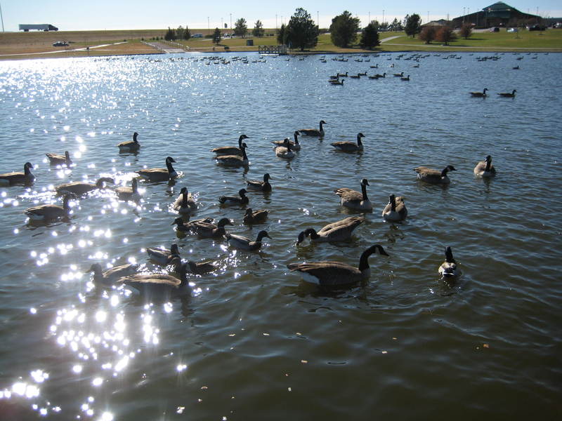 Sidney, NE: Cabela's Pond with Geese
