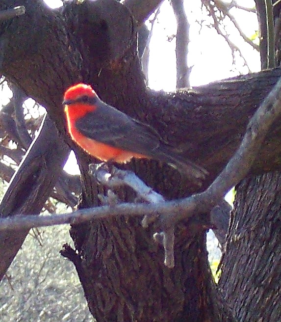 Tucson, AZ: A Vermillion Flycatcher I saw At the local park in Tucson