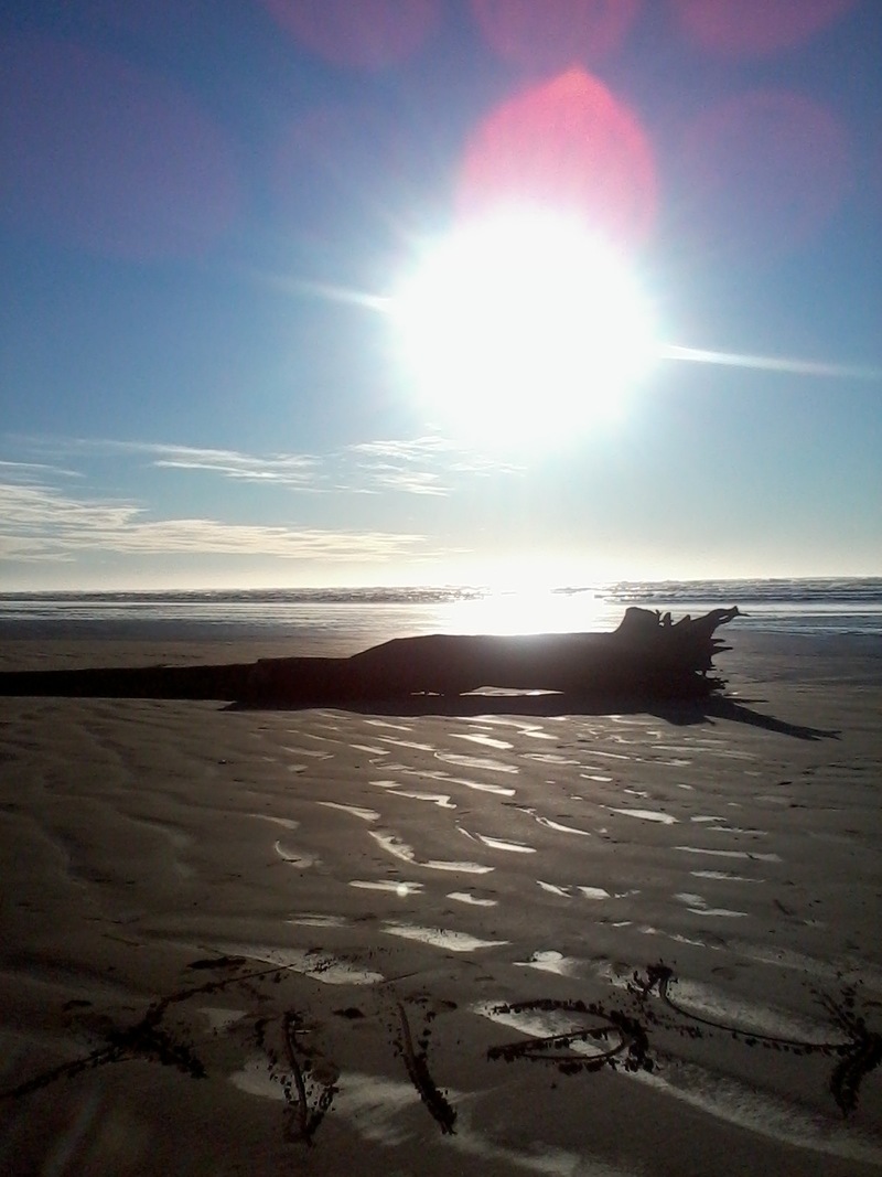 Copalis Beach, WA: A tree that has washed ashore on Copalis Beach, Washington. Photo taken January 2012