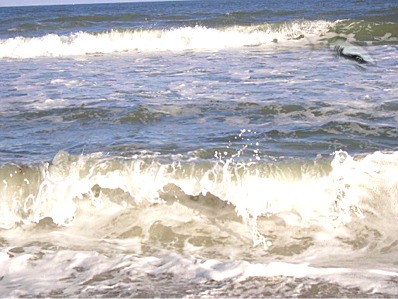 Cape Canaveral, FL : Cape Canaveral Surf