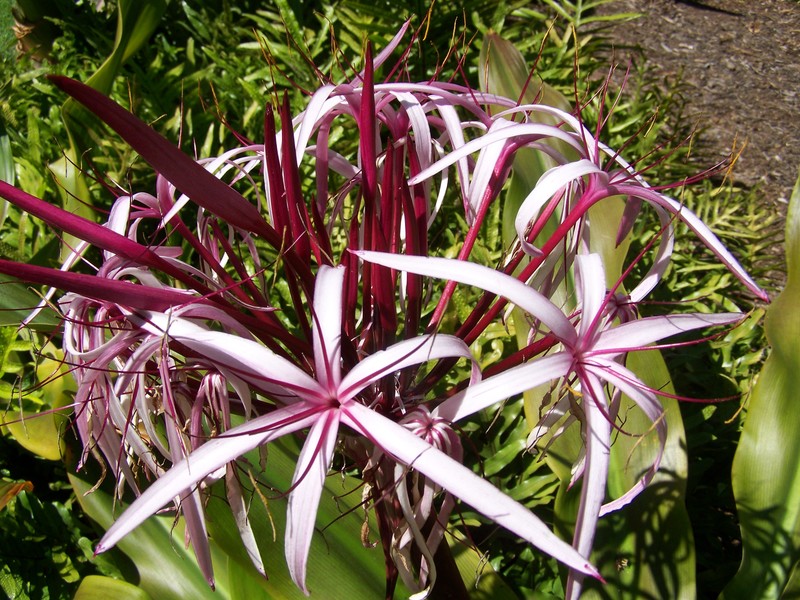 Kaanapali, HI: Flower on grounds of Westin Villas North