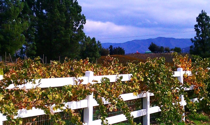 Temecula, CA: Vines in Temecula