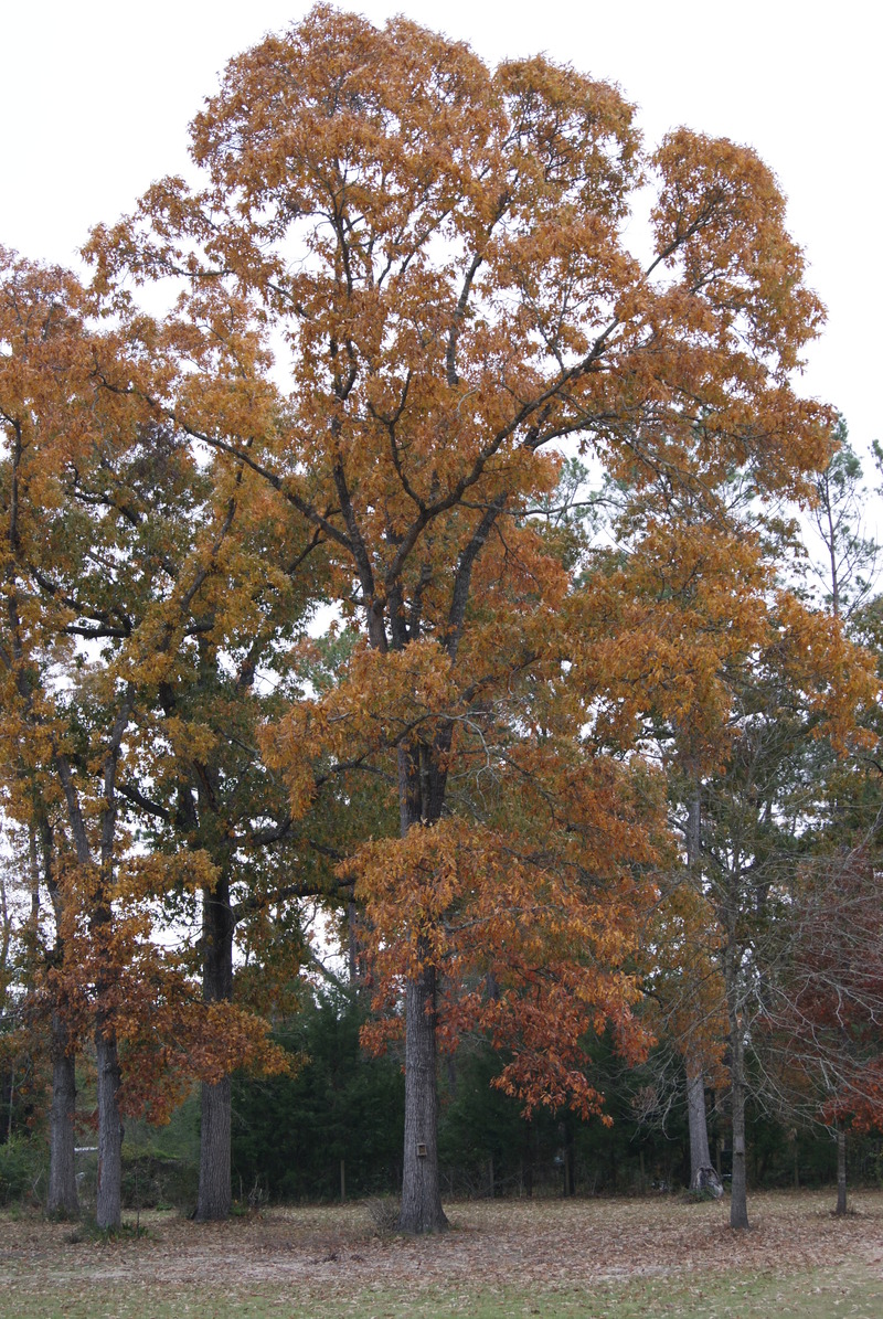 Spurger, TX : Hickory tree in Fall photo, picture, image (Texas) at