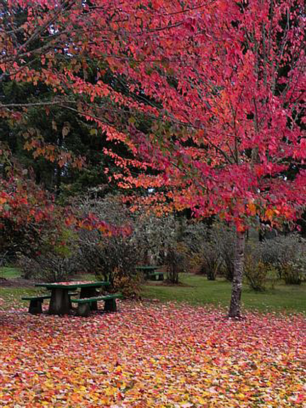 Brookings, OR: Fall in Azalea Park in Brookings