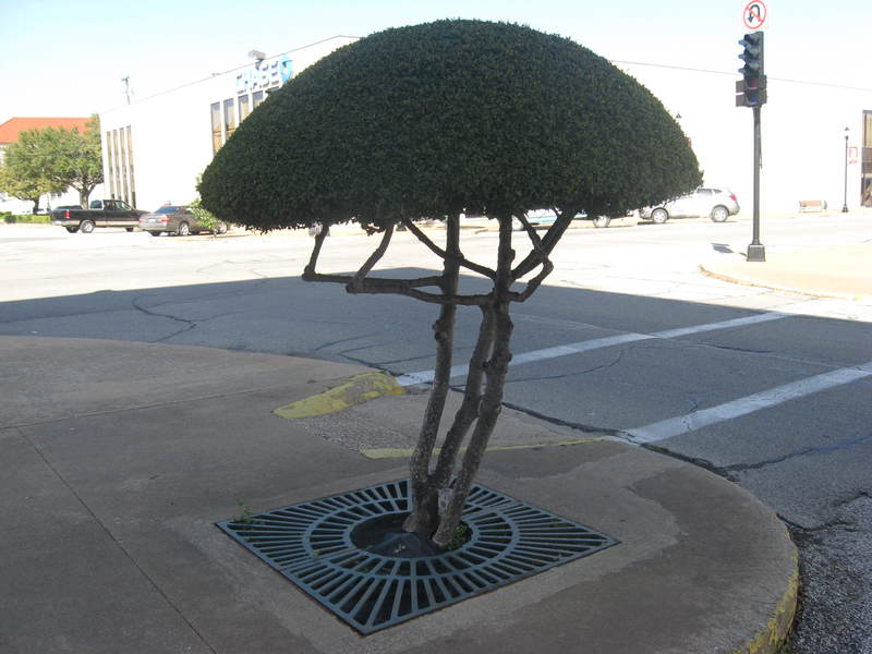 Denison, TX: Trees in Downtown Denison the Art of a Tree