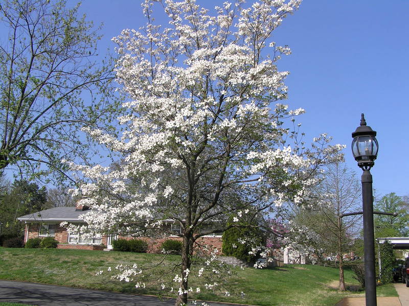 Crestwood, MO: Spring Blossoms