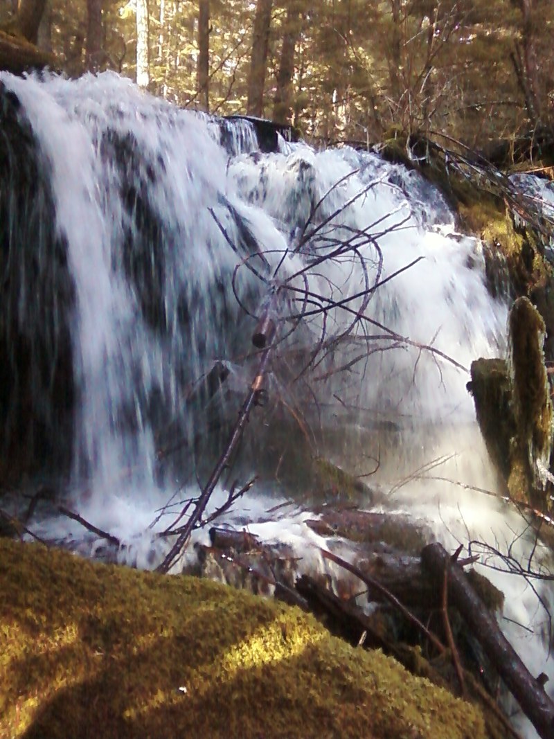 Shady Cove, OR Daffodil Hill in Spring Shady Cove photo, picture