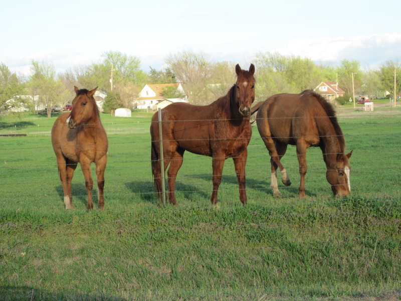 Little River, KS: Horses grazing in pasture along State Street, March 23, 2012