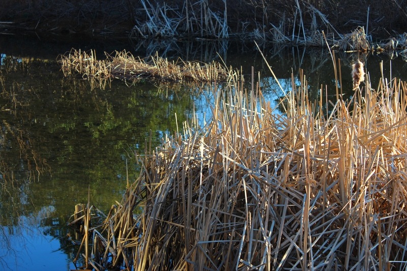 Germantown, MD: Wetlands on the outskirts of the Germantown business district