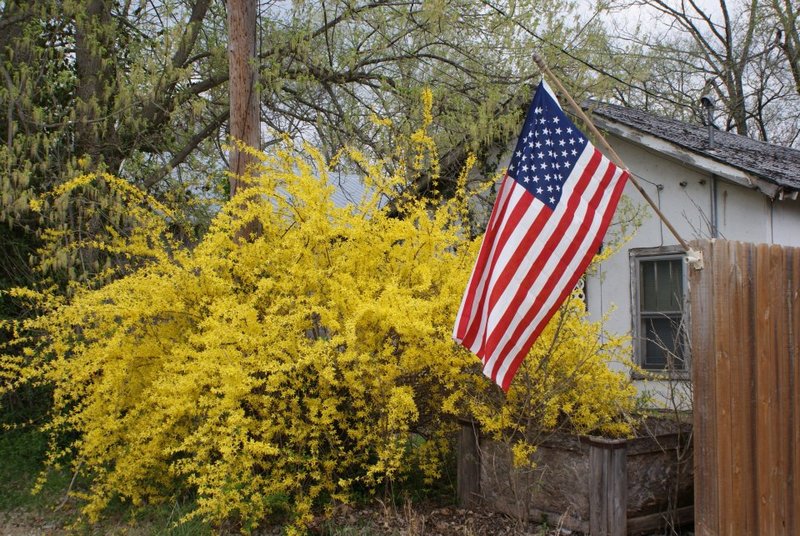 Anderson, MO: Oh beautiful forsythia!