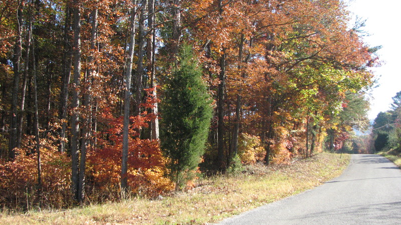 Gaylesville, AL: Beautiful County Road 80.....Fall 2011