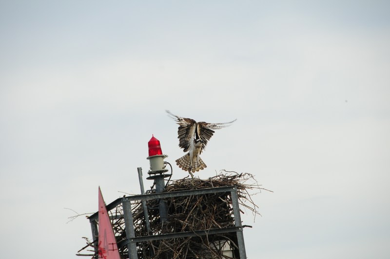 Holland, MI: Osprey lifts off as our boat passes one of the channel markers in Lake Macatawa.