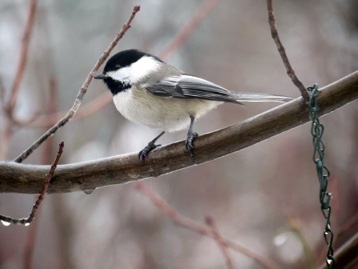 Athens, ME: Chickadee in my back yard