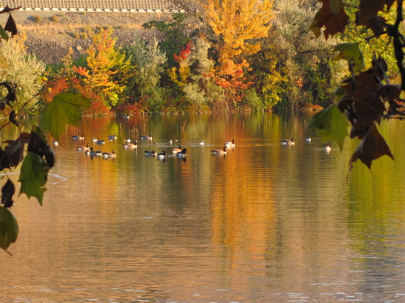 Lewiston, ID: Water Fowl enjoying the Lewiston Levy Ponds in the Fall