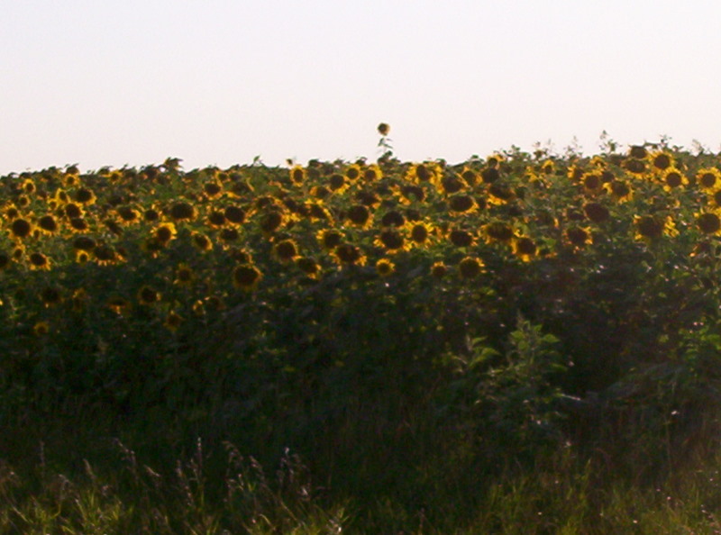 Petersburg, ND: sunflowers