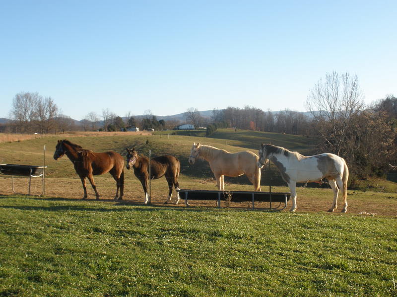 Telford, TN: horses gearing up for the winter