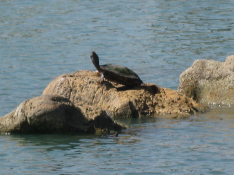Troy, MO: Turtle sunning on the rock in the middle of the pond at Fairgrounds Park