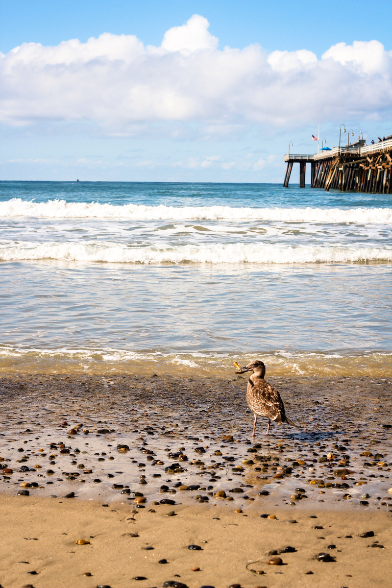 San Clemente, CA: Seagull by the pier