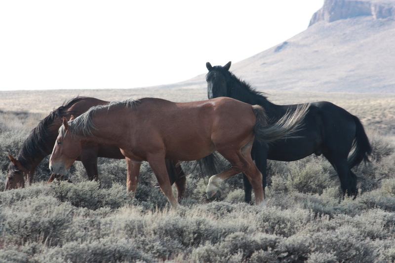 Rock Springs, WY: Wild Horses in front of Pilot Butte