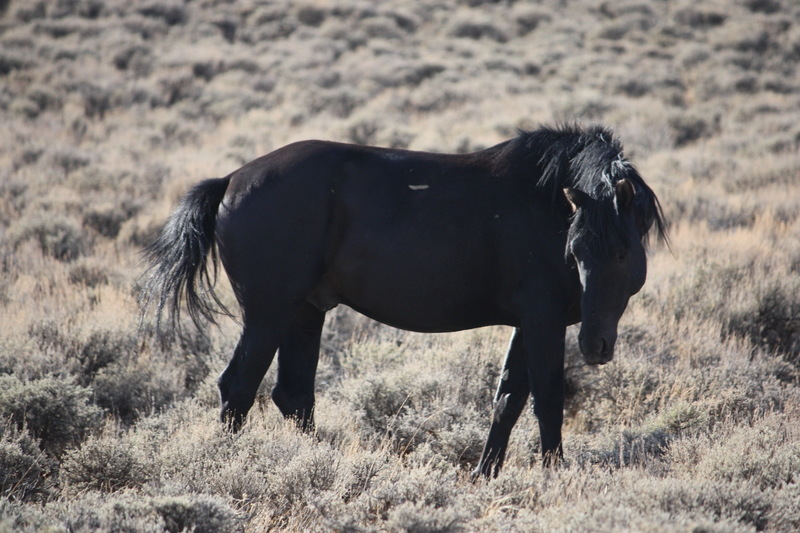 Rock Springs, WY: Wild Horse on Wild Horse Loop