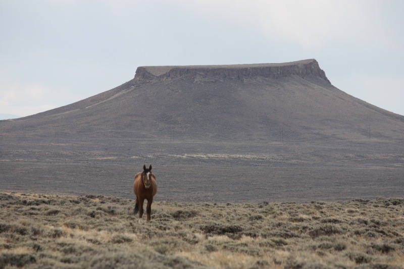 Rock Springs, WY: Wild Horse at Pilot Butte