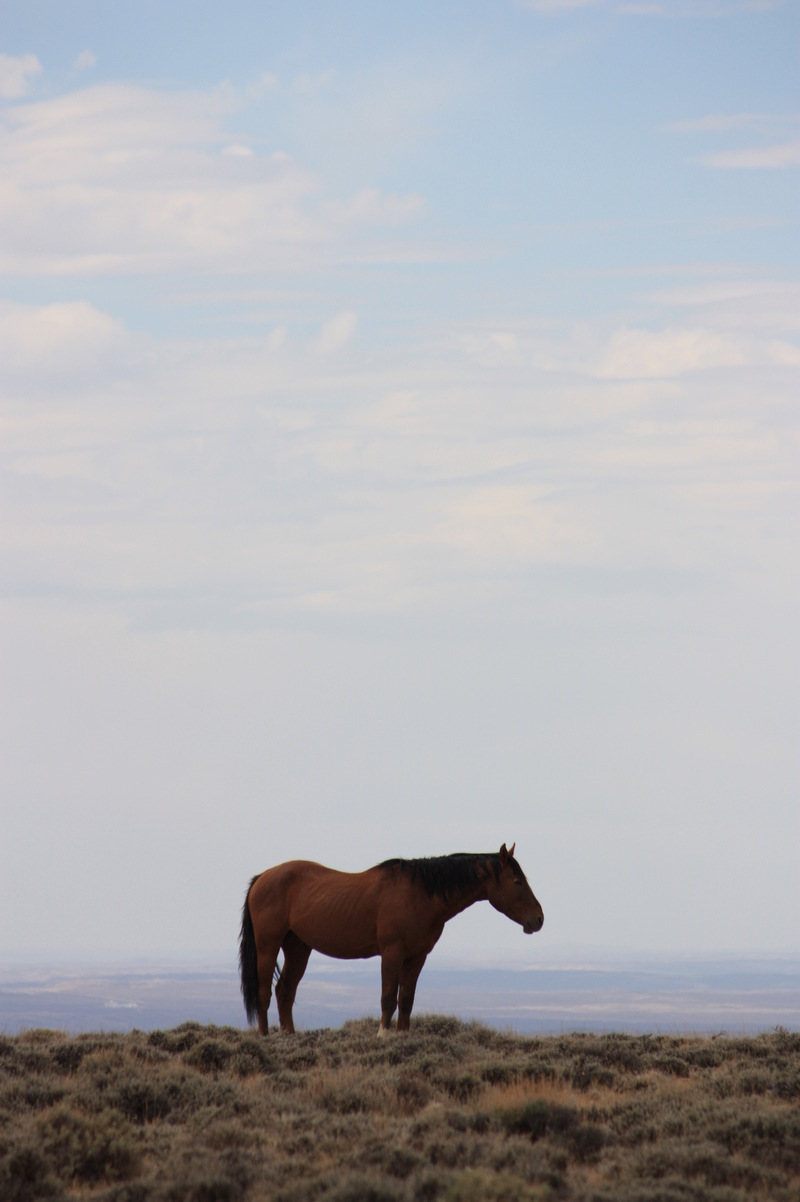 Rock Springs, WY: Wild Horse