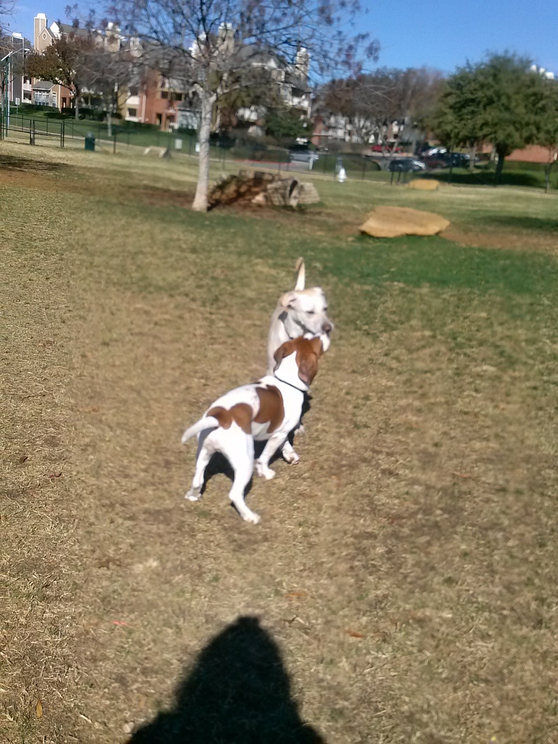 Euless, TX Our dog LOVES the Bear Creek Dog Park in Euless!! photo