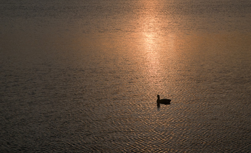 White Bear Lake, MN: Duck at Dawn.. White Bear Lake