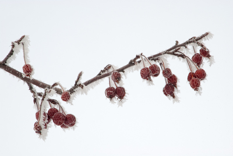 Shoreview, MN: Branch covered with hoar frost