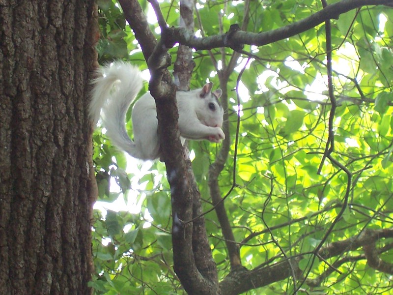 Brevard, NC: "Henry" the white squirrel outside of Cagen Family Chiropractic