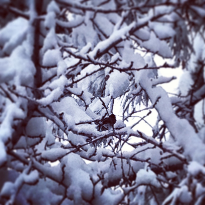 Mountainaire, AZ: First snow, bird perched!