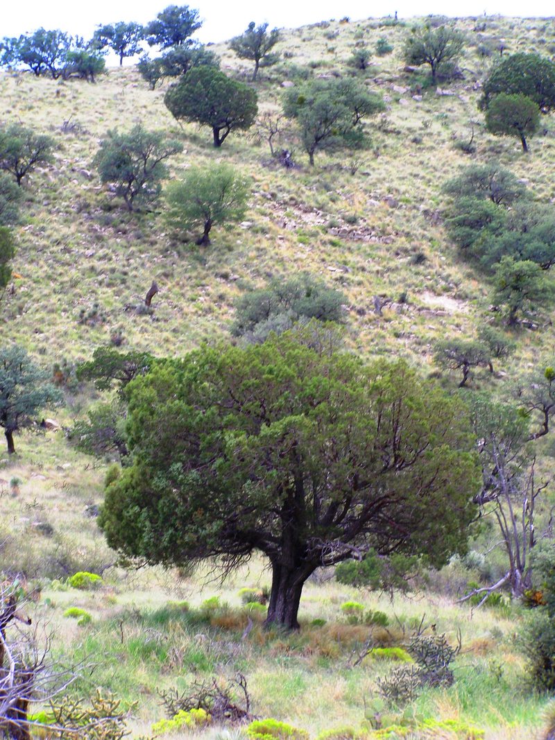 Carlsbad, NM: Lonesome tree at Guadalupe Mountains National Park near Carlsbad, NM