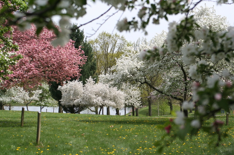 Newark, OH Dawes Arboretum Crab Apple Grove photo, picture, image