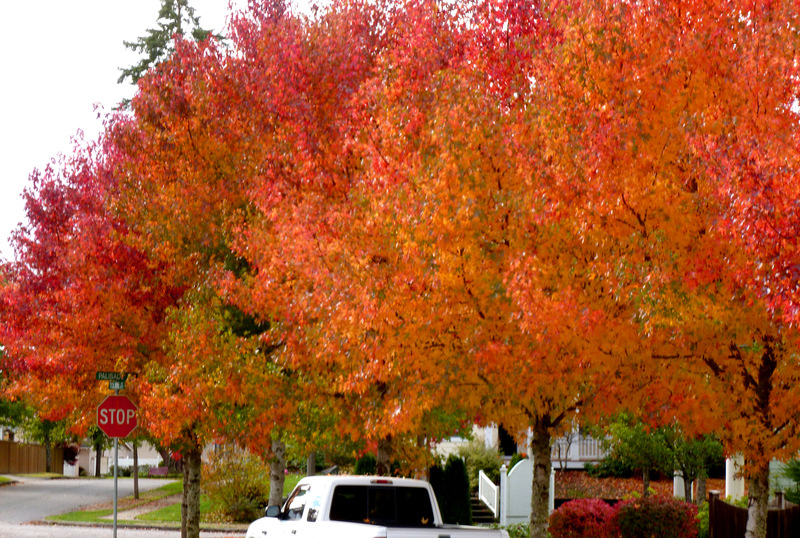DuPont, WA: fall colors of 2012 (taken near the daycare on Palisade Blvd.)