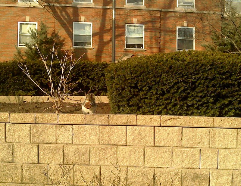 Elmhurst, IL: Elmhurst Squirrels on Campus