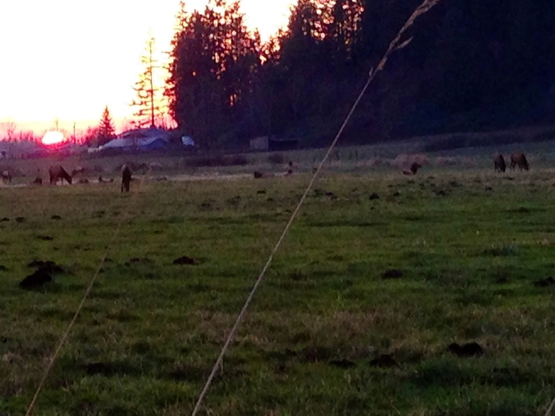 Enumclaw, WA: Elk heard grazing in the Claw