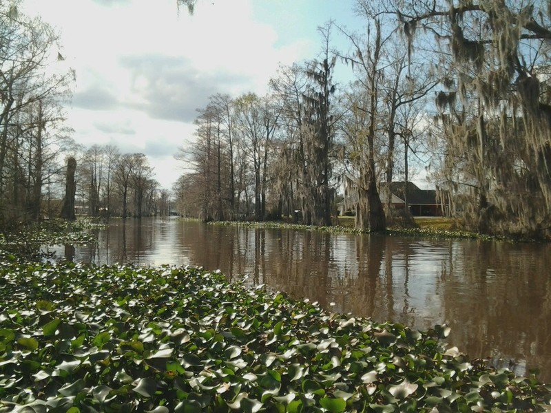 Pierre Part, LA swamp photo, picture, image (Louisiana) at