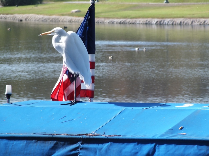 Calabasas, CA: Patriotic Egret on Calabasas lake