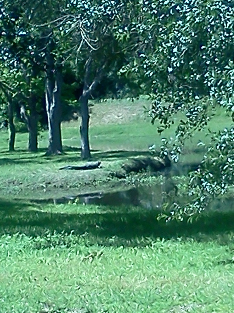 Eagle Lake, TX: Alligator sunny itself on a bank in Eagle Lake, Tx