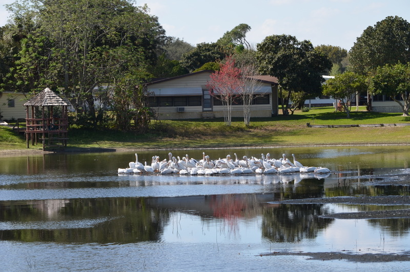 Lady Lake, FL: About 200 white pelicans on Paradise Lake , Lady lake
