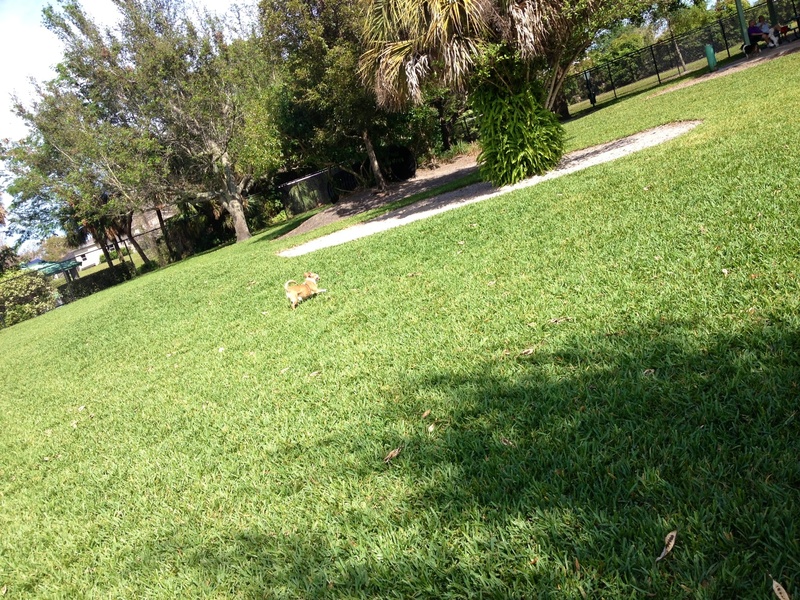 Coconut Creek, FL: Windmill Dog Park