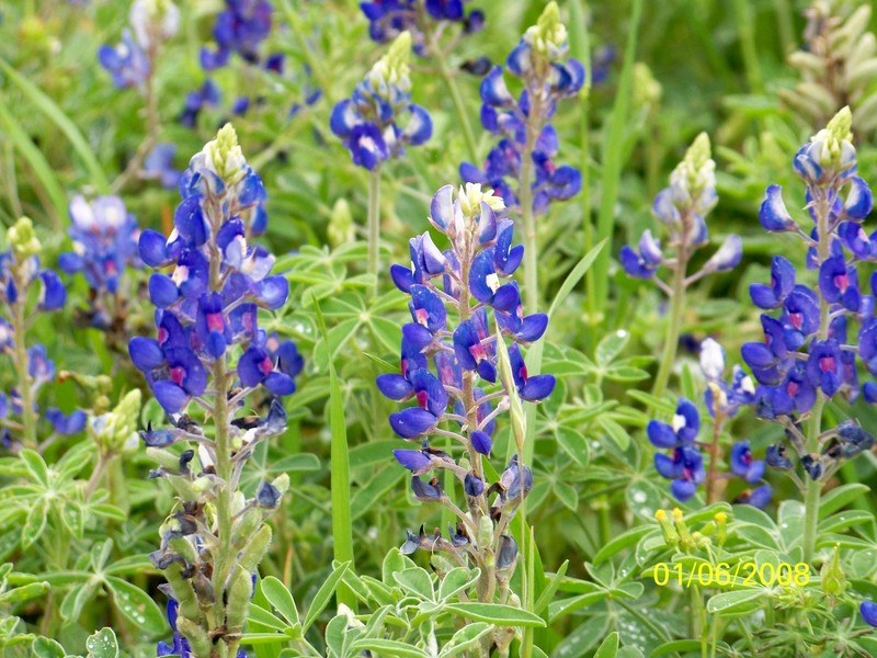 The Woodlands, TX: Bluebonnets in Texas