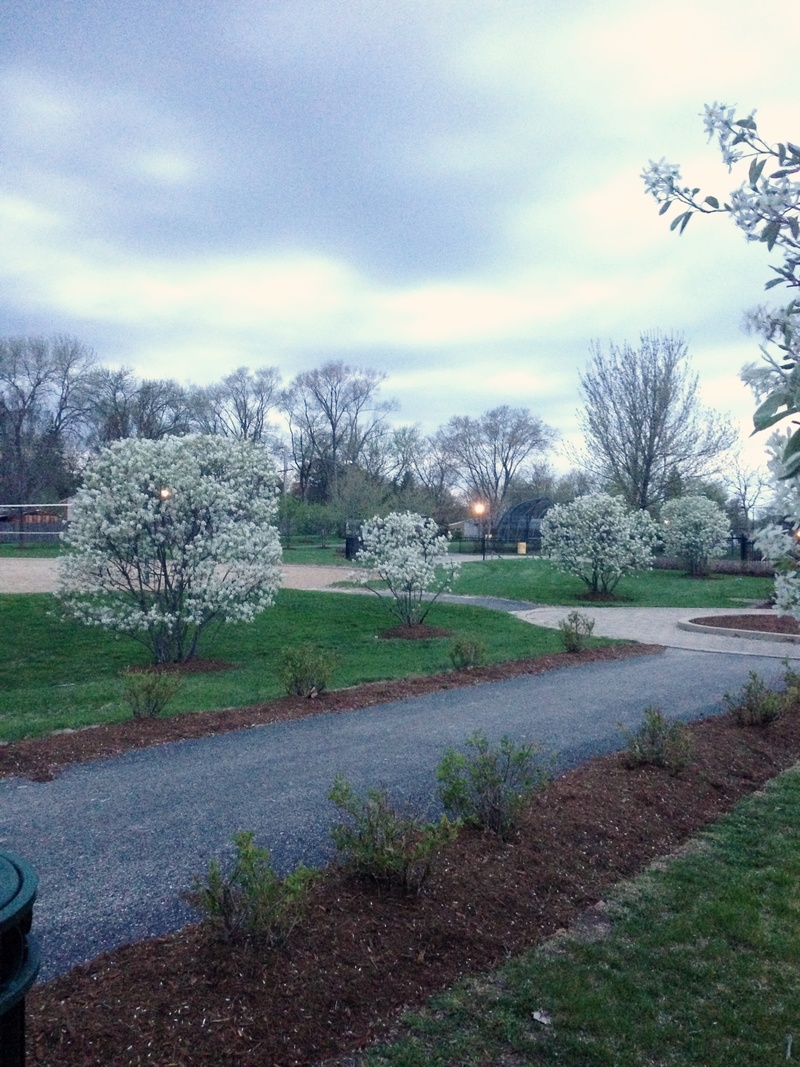 Countryside, IL: Countryside Park in the evening
